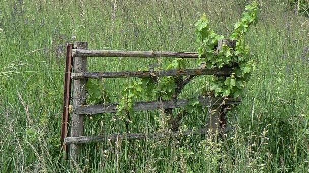 Ein Relikt aus alter Zeit. Der einzige Weinstock im ehemaligen Oberthulbaer "Wengert".