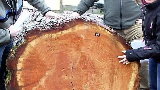 477 Euro je Festmeter gab's für diese stattliche, rund 150 Jahre alte Lärche aus dem Gemeindewald von Wartmannsroth. Noch einer der Spitzenbäume aus dem Kreis Bad Kissingen. Die Qualität begutachten hier die Vertreter der Forstbetrieblichen Gemeinschaft Haßberge, Jürgen Schafhauser, Förster Christian Mehlhorn und Geschäftsführerin Birgitt Ulrich. Foto: Ralf Kestel