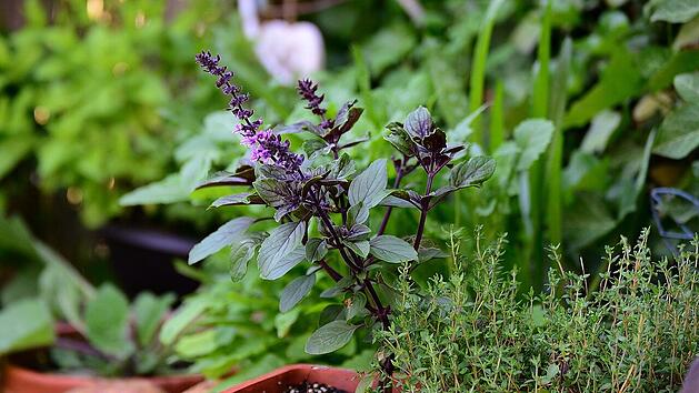 Kräuter und Duftpflanzen sind nicht nur eine wohlriechende Augenweide - viele Sorten sind in der Küche vielseitig verwendbar.