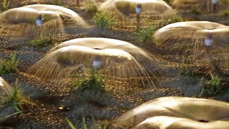 Wundervoll und mystisch wirken die Sprinklerpilze der Pflanzenkläranlage des Naturbadesees in der Nacht.