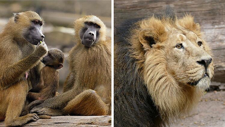 Tiergarten Nürnberg: Pavian-Tötung weckt Erinnerungen - Löwe Subali eingeschläfert