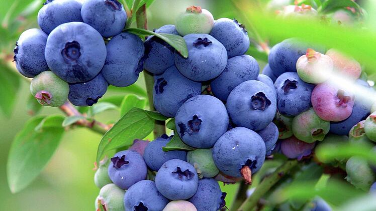 Aus Angst vor Verstrahlung waren nach der Reaktorkatastrophe von Tschernobyl auch Blaubeeren tabu. Foto: dpa