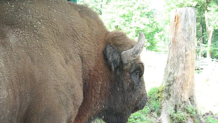 "Josef", der 14-jährige Wisentbulle, soll nicht länger alleine sein. Dank des Wildparkkonzepts wird er sich bald der Gesellschaft dreier Weibchen erfreuen können: damit es keinen "Zickenkrieg" gibt, allerdings mit der Möglichkeit einer separierten Unterbringung. Foto: Andreas Oswald