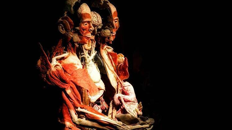 So sehen die Ganzkörper-Plastinate in der Ausstellung "Körperwelten" aus, die noch bis Februar 2015 in Nürnberg auf dem Quelle-Areal zu sehen ist. Foto: Matthias Hoch