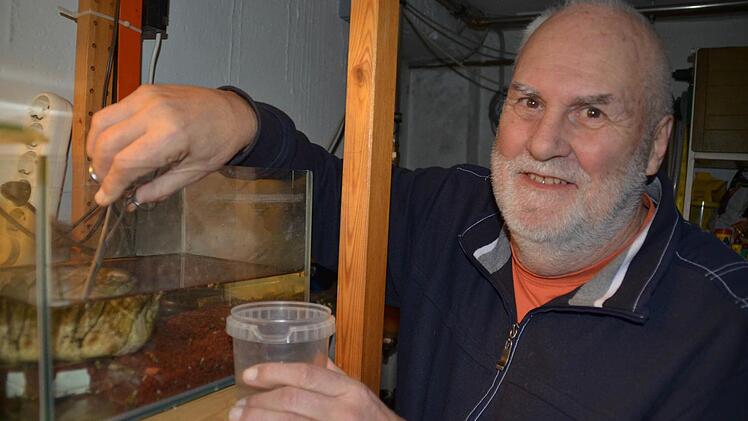 Hans-Georg Mommsen war viele Jahre beruflich als Kardiologe in Bad Kissingen tätig. Seinen Ruhestand widmet er unter anderem dem Naturschutz. Aktuell beherbergt er in seinem Keller in einem kleinen Aquarium Feuersalamander-Larven, die er hier mit roten Mückenlarven füttert. Foto: Kathrin Kupka-Hahn