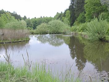 Die Fischweiher in Aura sind immer einen Spaziergang wert. Sie stehen zur Verpachtung und vielleicht auch zum Verkauf an.  Foto: Winfried Ehling