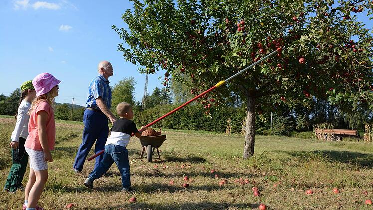 Bevor Apfelsaft hergestellt werden kann, müssen die Früchte erst geerntet werden. Und dabei gilt: Rütteln will gelernt sein. Foto: Elisabeth Assmann