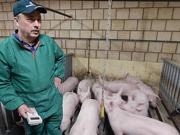 Günter Dietsch in seinem Mastbetrieb in Kleinweisach. Die Vermarktung seiner Mastschweine findet ausschließlich regional statt. Fotos: Mona Lisa Eigenfeld