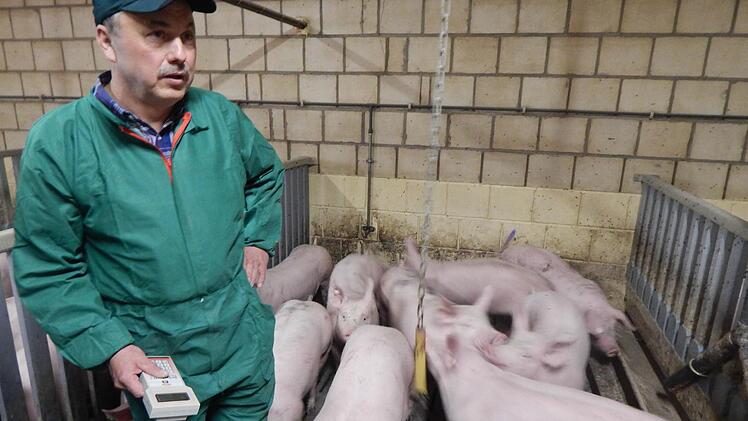Günter Dietsch in seinem Mastbetrieb in Kleinweisach. Die Vermarktung seiner Mastschweine findet ausschließlich regional statt. Fotos: Mona Lisa Eigenfeld
