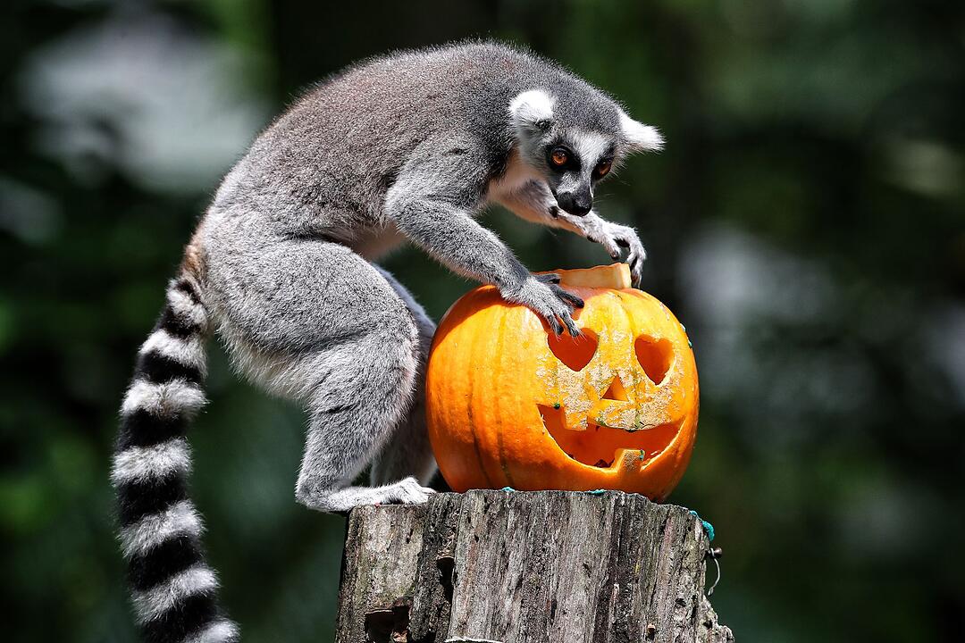 Halloween in Kolumbien
