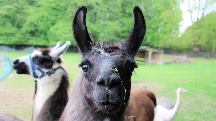 Gras an der Nas', Schalk im Blick: Lama Maya ist ein Frechdachs.  Fotos: Diana Fuchs