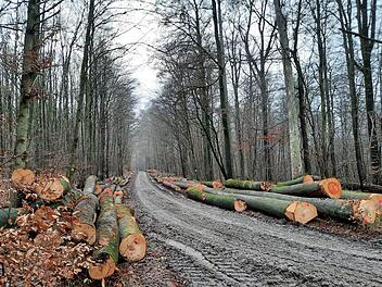 Grade dicke Buchen sind in jüngster Zeit herausgeschlagen worden. Naturschutzverbände fordern einen sofortigen Einschlagstopp. Foto: Verein Nationalpark Nordsteigerwald