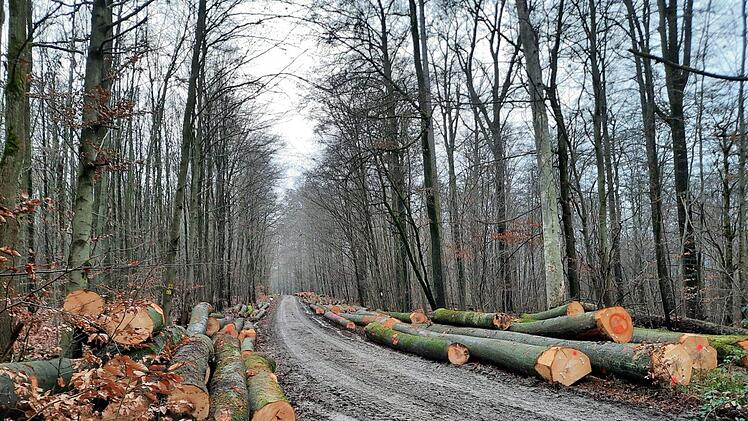 Grade dicke Buchen sind in jüngster Zeit herausgeschlagen worden. Naturschutzverbände fordern einen sofortigen Einschlagstopp. Foto: Verein Nationalpark Nordsteigerwald