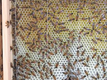 Bienen hinter Glasscheiben können Besucher am Sonntag beobachten. Foto: Archiv/Heidi Bauer