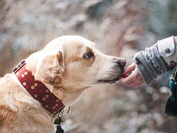 Du liebst deinen vierbeinigen Freund über alles und suchst nach hilfreichem Zubehör, die dir den Alltag mit deinem Tier erleichtern? Mit diesen coolen Gadgets haben sowohl du als auch dein Hund Grund zur Freude! Symbolbild: pixabay.com/Lepale