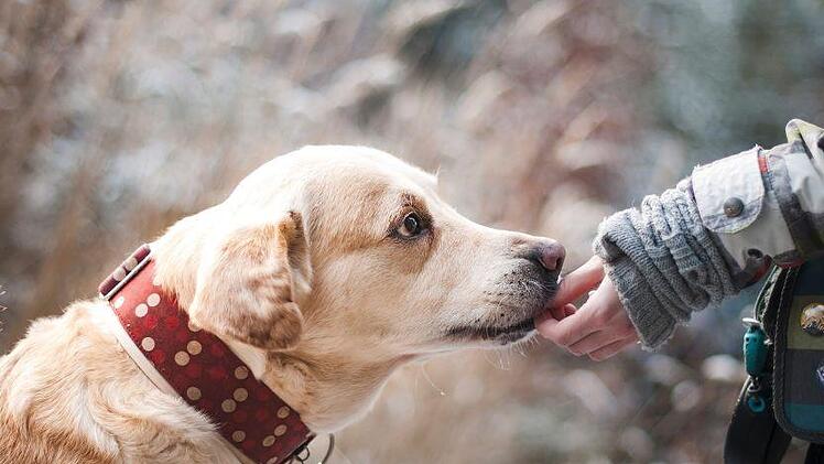 Du liebst deinen vierbeinigen Freund über alles und suchst nach hilfreichem Zubehör, die dir den Alltag mit deinem Tier erleichtern? Mit diesen coolen Gadgets haben sowohl du als auch dein Hund Grund zur Freude! Symbolbild: pixabay.com/Lepale