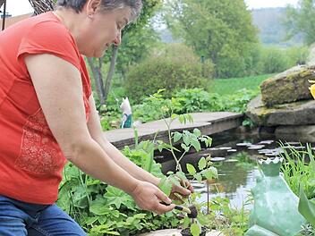 Helga Dressel beim Pflegen ihrer Tomatenpflanzen Foto: Dominic Buckreus
