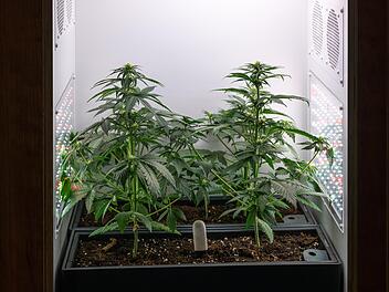 Gerichtsprozess in Bad Kissingen nach Hausbrand - Feuer wegen Cannabis-Zucht?