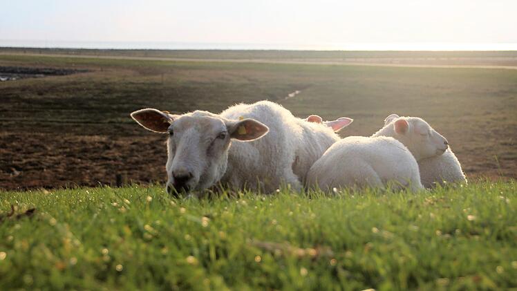 Hallig-Impressionen. Diana Fuchs