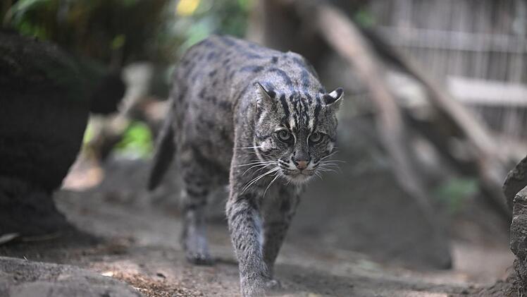Seltener Neuzugang im Tiergarten Nürnberg: Zoo nennt Ziel - "wäre etwas ganz Besonderes"