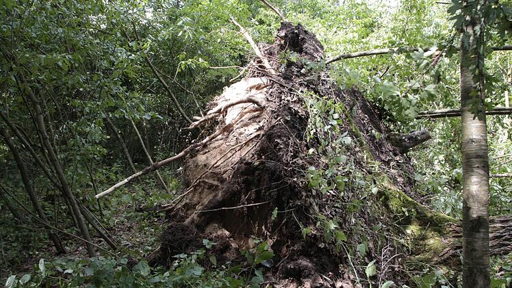 Foto: Josef Hofbauer