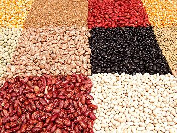 Hülsenfrüchte sind wegen ihres hohen Eiweißgehalt besonders wichtig für die vegane Ernährung.