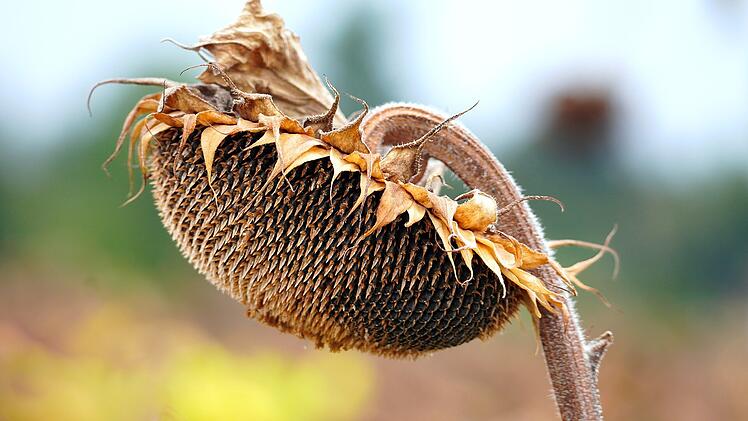 Herbst kommt nach Franken?