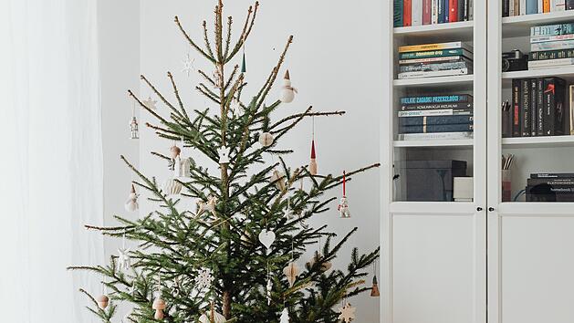 Weihnachtsbäume im Topf sind eine nachhaltige Alternative