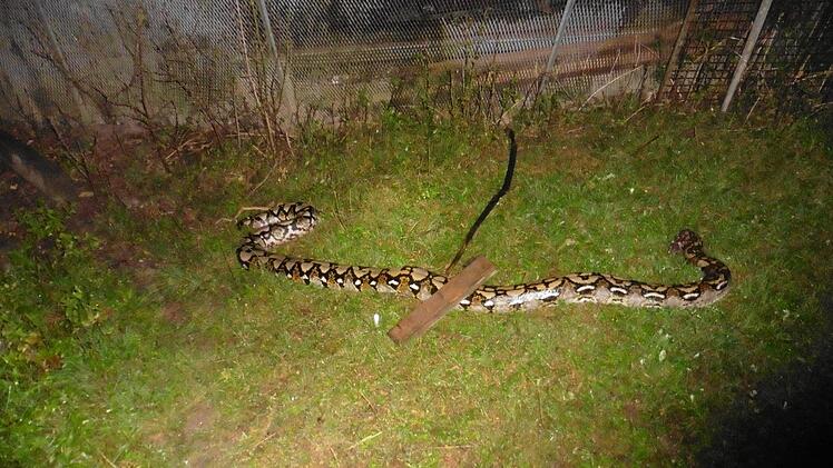 Unbekannte hatten dem Tier den Kopf abgetrennt und den Kadaver auf einer Wiese bei Triebsdorf entsorgt. Foto: Polizei