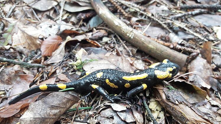 Immer wieder tauchen in Staatswaldrevieren im Frankenwald Feuersalamander auf. Deren Vorkommen ist nicht häufig, weshalb sie umso mehr geschützt werden müssen.  Foto/Repro: Karl-Heinz Hofmann