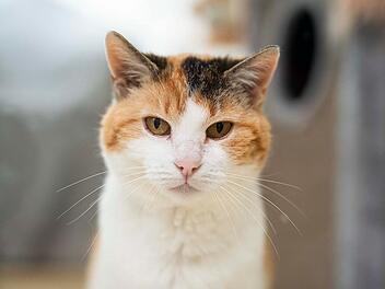Tierheim Nürnberg äußert sich zu "Systemsprenger"