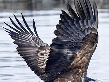 Seeadler (Haliaeetus albicilla)  Foto: Christoph Müller/Wikipedia