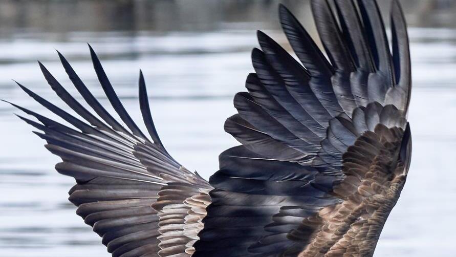 Seeadler (Haliaeetus albicilla)  Foto: Christoph Müller/Wikipedia