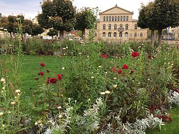 Die Stadt Coburg gibt Mangold und Blumen, die am Samstag im Rondell des Schlossplatzes geerntet werden, kostenlos an interessierte Bürger ab, bittet aber um eine Spende für die Coburger Tafel.Oliver Schmidt