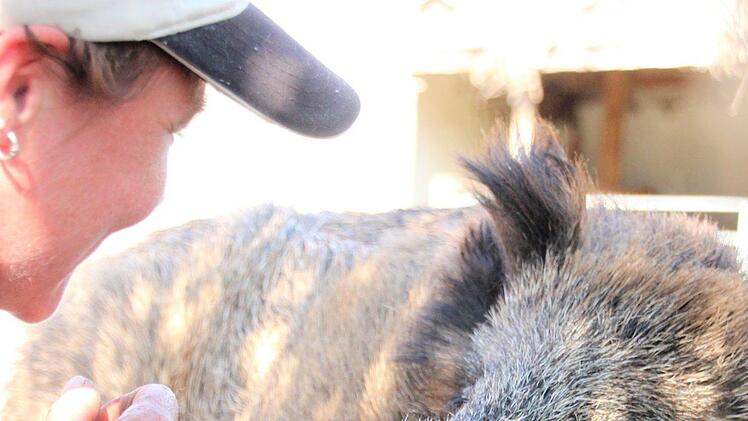 Rosalie liebt Streicheleinheiten. Das Wildschwein scheint regelrecht zu grinsen, wenn Valeska Roos es krault. Diana Fuchs