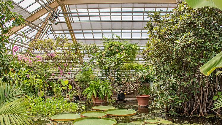 Hortus botanicus waterlelies.jpg