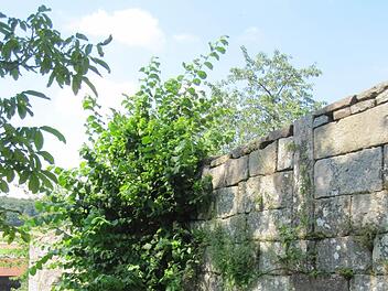 Durch das durchwachsende Grün in Mitleidenschaft gezogen ist die westliche Friedhofsmauer, die nun saniert werden soll. Foto: Oswald Türbk