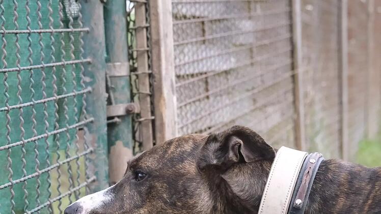 Tierheim Bamberg: "Wegen Zeitmangel abgegeben" - Aktive Mischlingshündin Kira sucht ein Zuhause