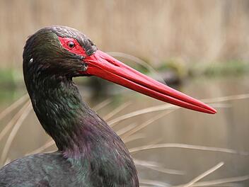 Der Schwarzstorch - wie hier ein ausgestopftes Exemplar - könnte "Windkraft Bayern" einen Strich durch die Rechnung machen. Foto: Ulrike Müller