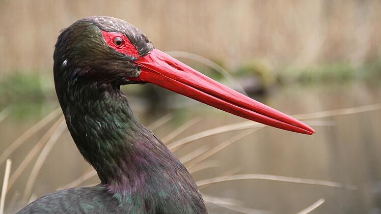 Der Schwarzstorch - wie hier ein ausgestopftes Exemplar - könnte "Windkraft Bayern" einen Strich durch die Rechnung machen. Foto: Ulrike Müller