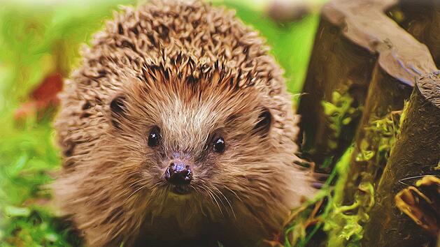 Igel anlocken: Sieben Tipps f&uuml;r deinen Garten