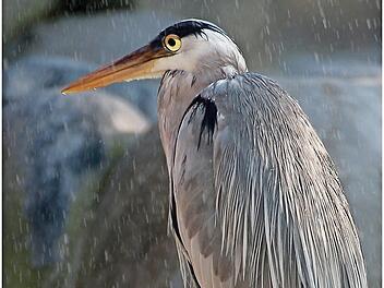 Ein Graureiher im Regen, ein Motiv, wie man es nicht alle Tage vor die Linse bekommt, bescherte Herbert Steiner das Siegerbild im Monat April.  Foto: Herbert Steiner