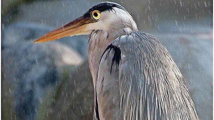 Ein Graureiher im Regen, ein Motiv, wie man es nicht alle Tage vor die Linse bekommt, bescherte Herbert Steiner das Siegerbild im Monat April.  Foto: Herbert Steiner