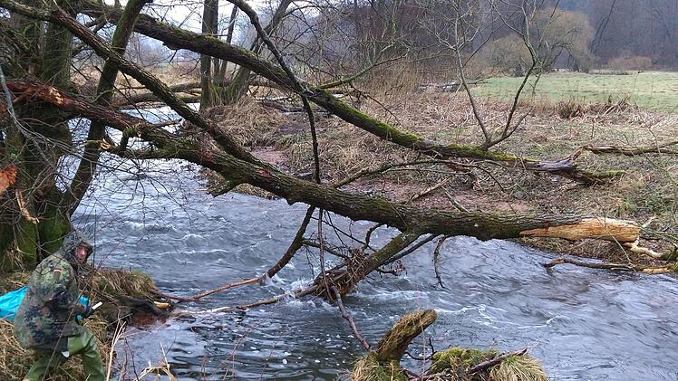 Immer mehr von Stürmen und Bibern gefällte Bäume liegen kreuz und quer in der Sinn. Foto: Karlheinz Franz