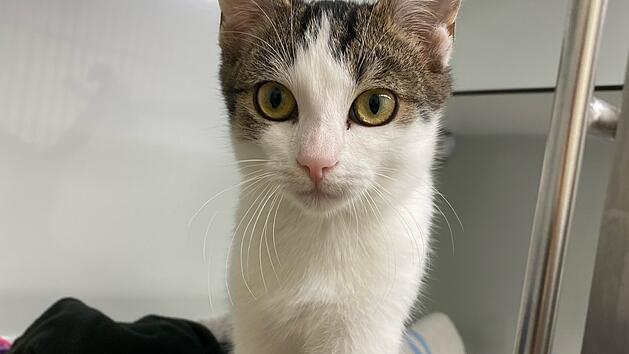 Tierheim Bamberg sucht neues Zuhause f&uuml;r Mikado - "junger, verspielter Kater"