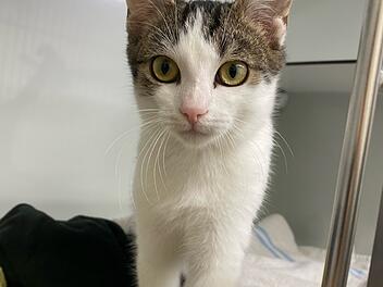 Tierheim Bamberg sucht neues Zuhause für Mikado - "junger, verspielter Kater"