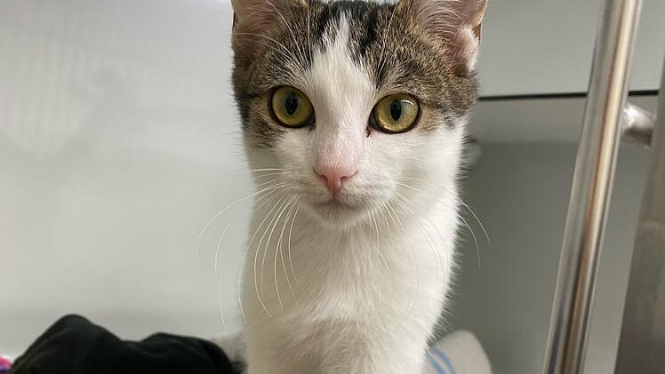 Tierheim Bamberg sucht neues Zuhause für Mikado - "junger, verspielter Kater"
