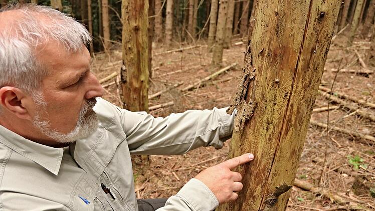 Forstoberrat Jürgen Hahn zeigt Fraßbilder, die der Borkenkäfer an einer Fichte hinterlassen hat. Foto: Helmut Will