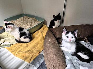 Tierheim Kronach k&auml;mpft mit Katzenschicksalen und Umbau