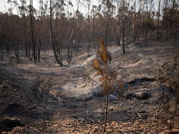 Waldbrand in Spanien